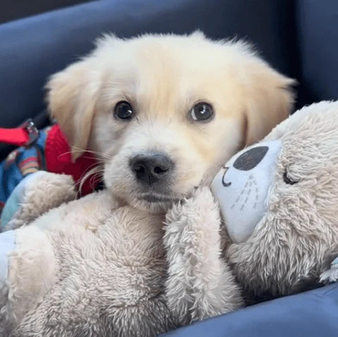 Calming Otter Plush for Pets